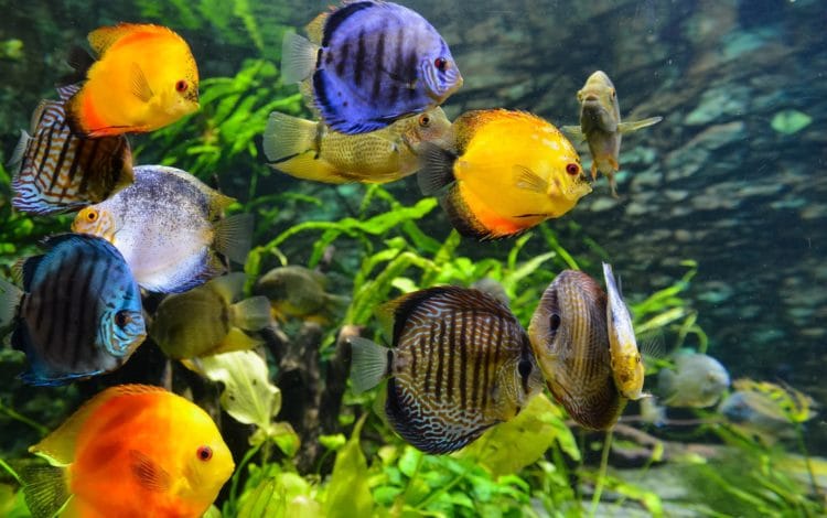 Красное море